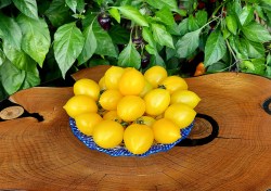 piennolo yellow2